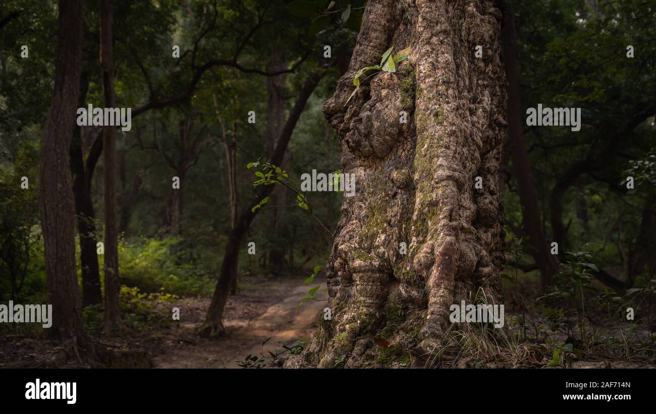 Eine massive Baum im Wald von Jim Corbett, Dichten und natürlicher Lebensraum Stockfoto