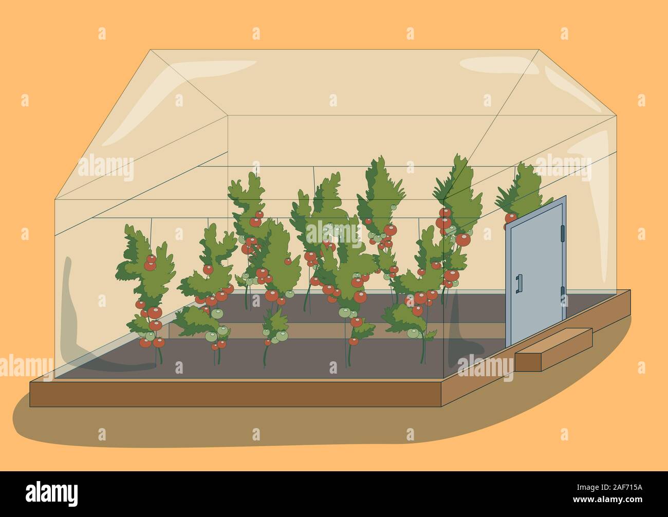 Gewächshaus mit Tomaten Pflanzen, Vector Illustration Stock Vektor