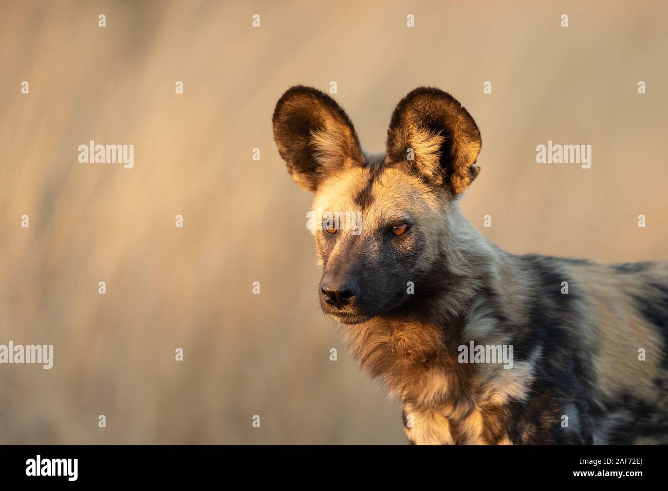 Afrikanischer Goldener Wolf Stockfotos Und Bilder Kaufen Alamy