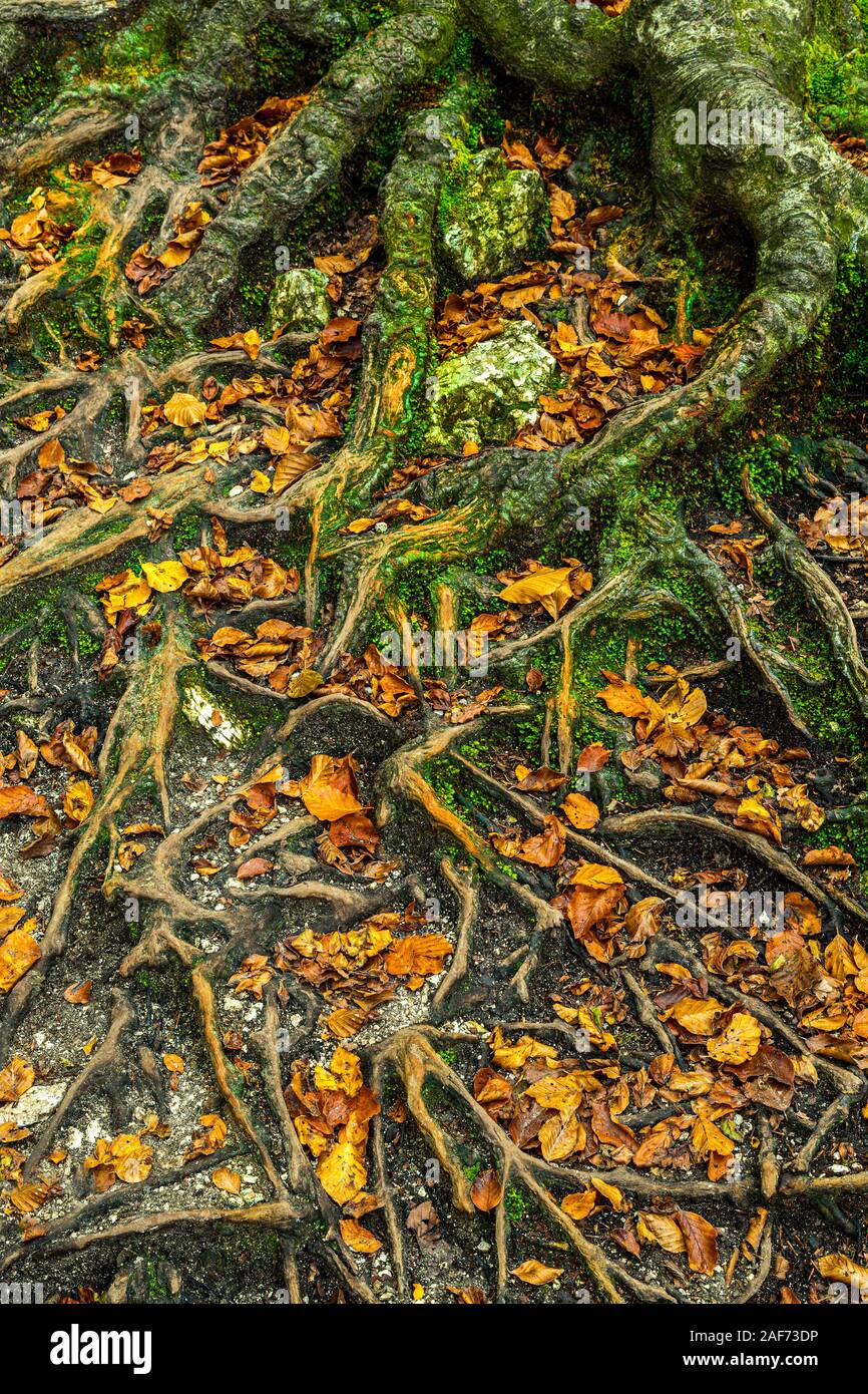 Wurzeln der großen alten Buche Stockfoto