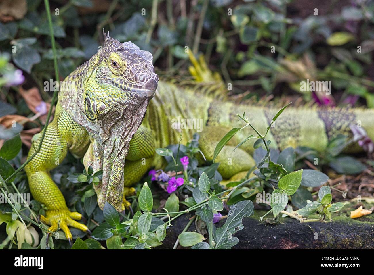 Großen weiblichen Iguana Stockfoto