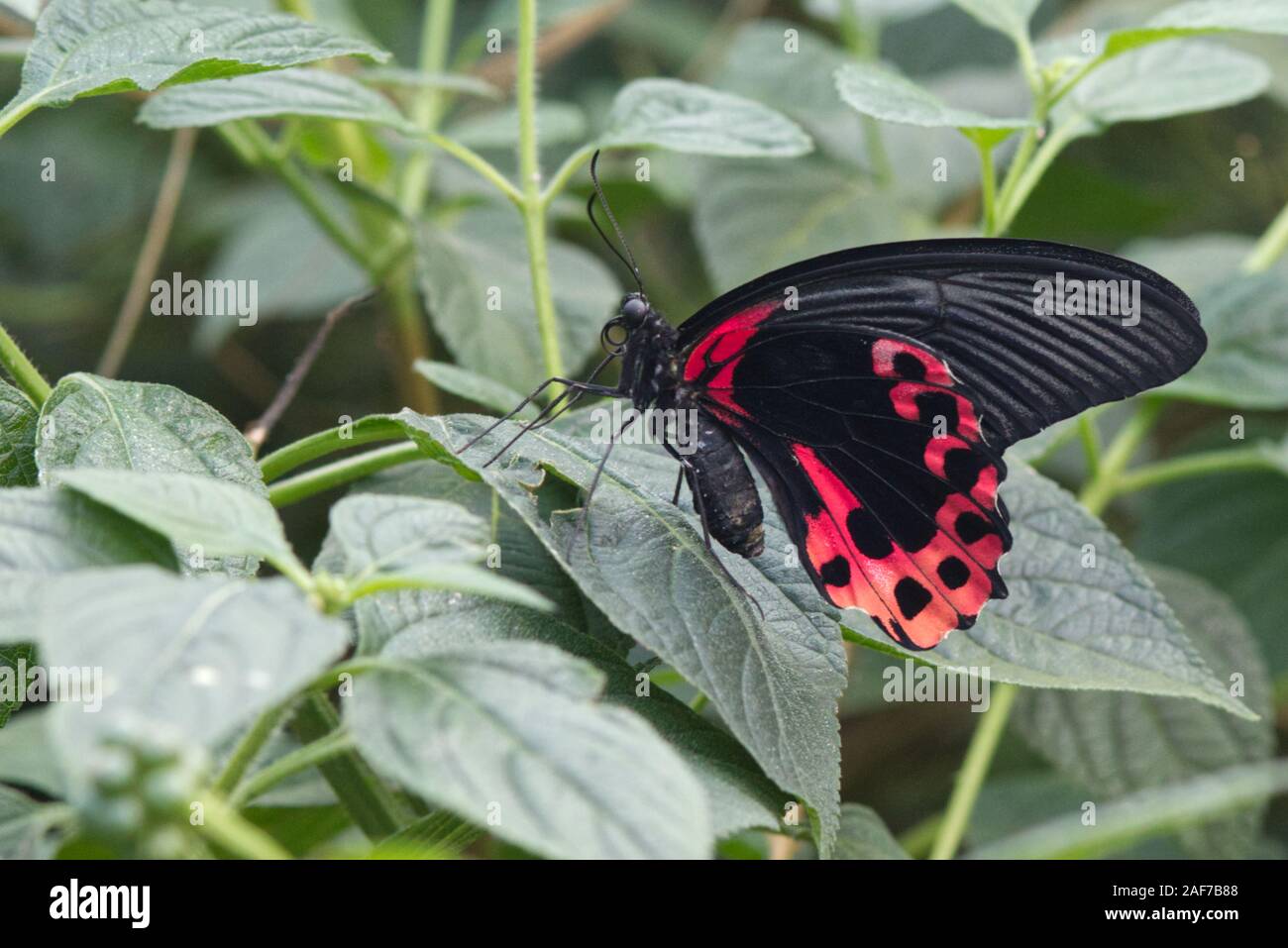 Papilio rumanzovia, die Scharlachrote Mormon Stockfoto