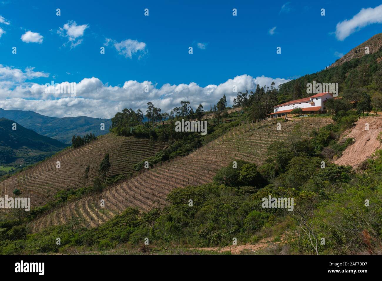 Weinberg in der hügeligen Landschaft rund um historische Stätte El Fuerte, Samaipata, Unesco historische Erbe, Department Santa Cruz, Bolivien, Lateinamerika Stockfoto