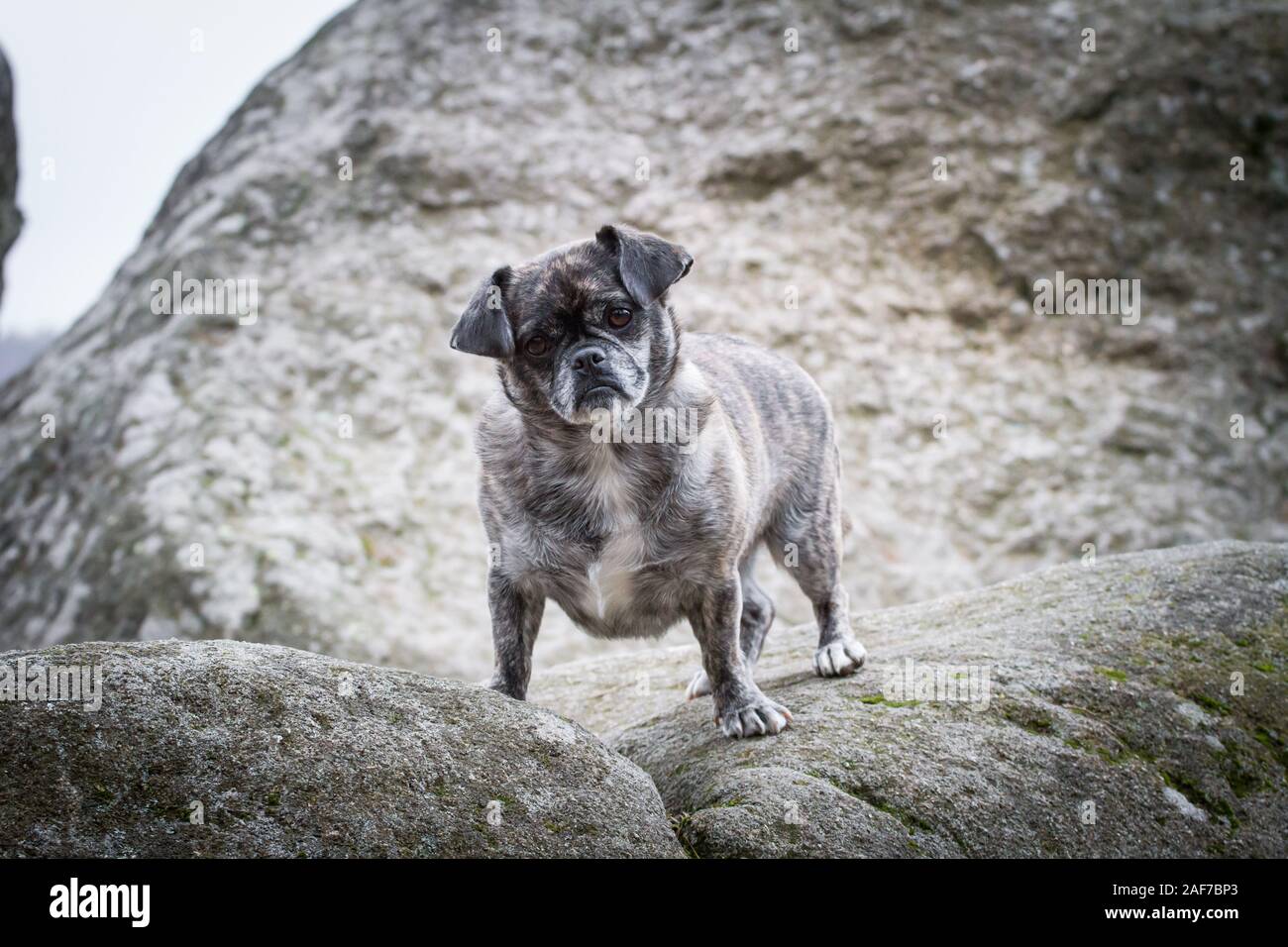 Brindle Mops mix Hund steht auf einem Felsen Stockfoto