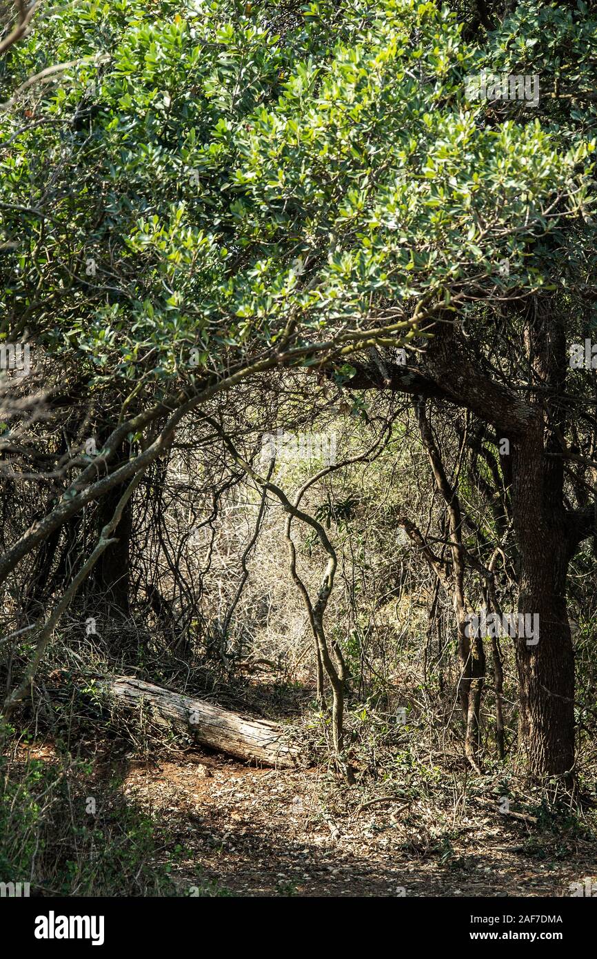 Arch durch Mangroven an der False Bay Kwa Zulu Natal. Stockfoto
