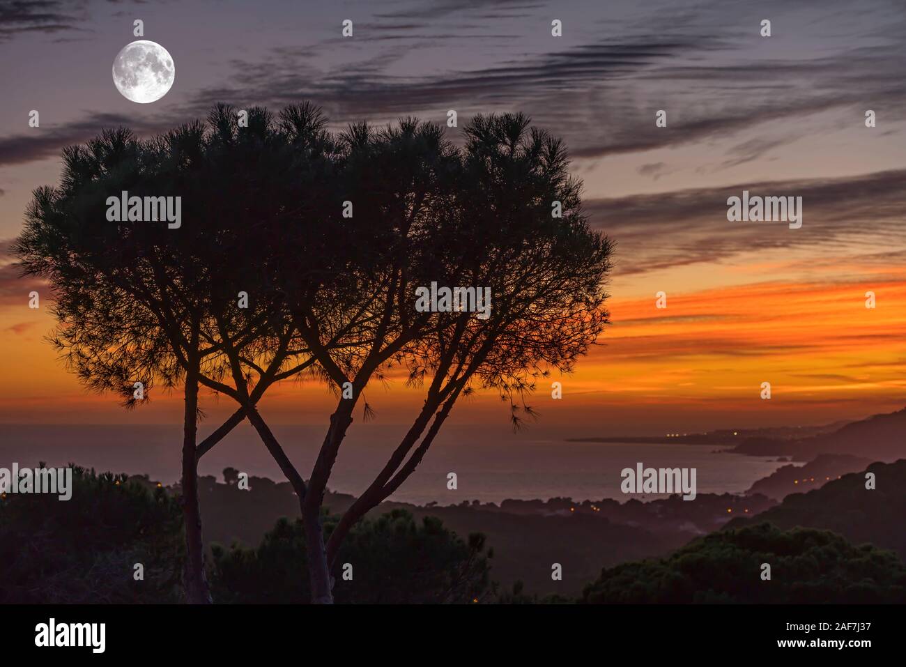 Mediterrane PINIE LLORET BLANES KÜSTE COSTA BRAVA GERONA KATALONIEN SPANIEN Stockfoto