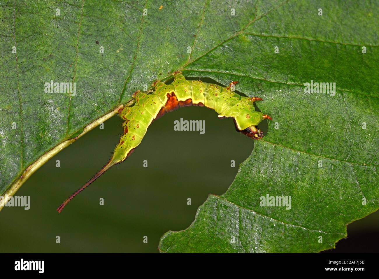 Erle Kätzchen Motte (Furcula bicuspis) Larven fressen an Erle Blatt, Monmouth, Wales, kann Stockfoto