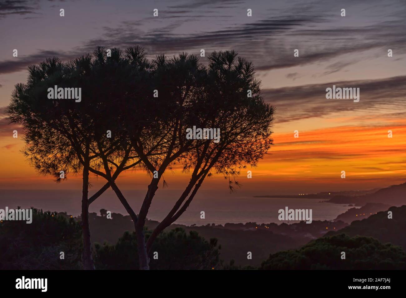 Mediterrane PINIE LLORET BLANES KÜSTE COSTA BRAVA GERONA KATALONIEN SPANIEN Stockfoto