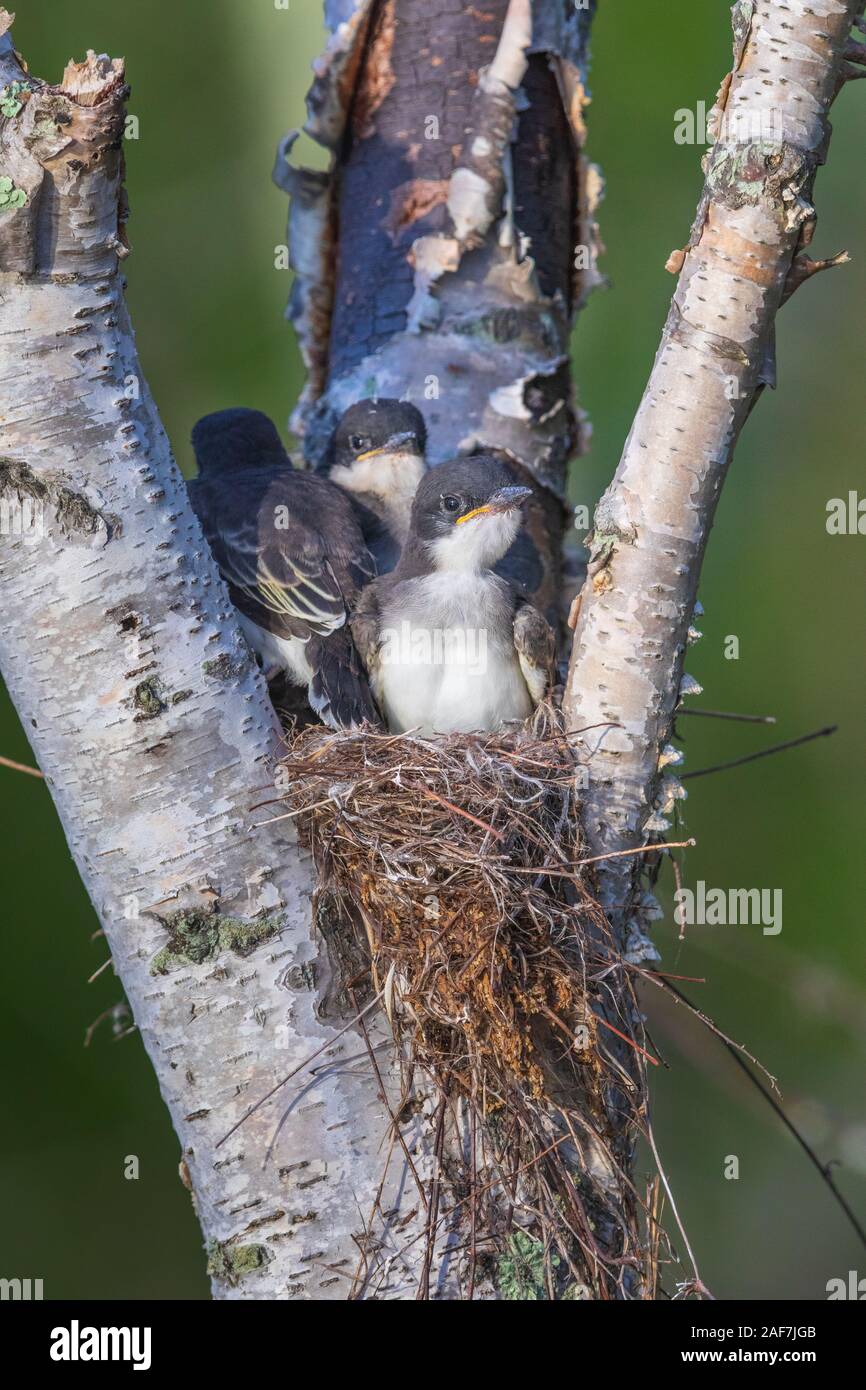 Eastern kingbird-nestlinge Stockfoto
