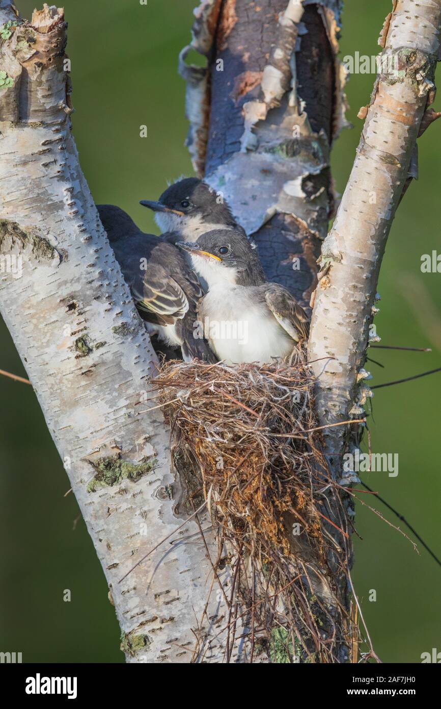 Eastern kingbird-nestlinge Stockfoto