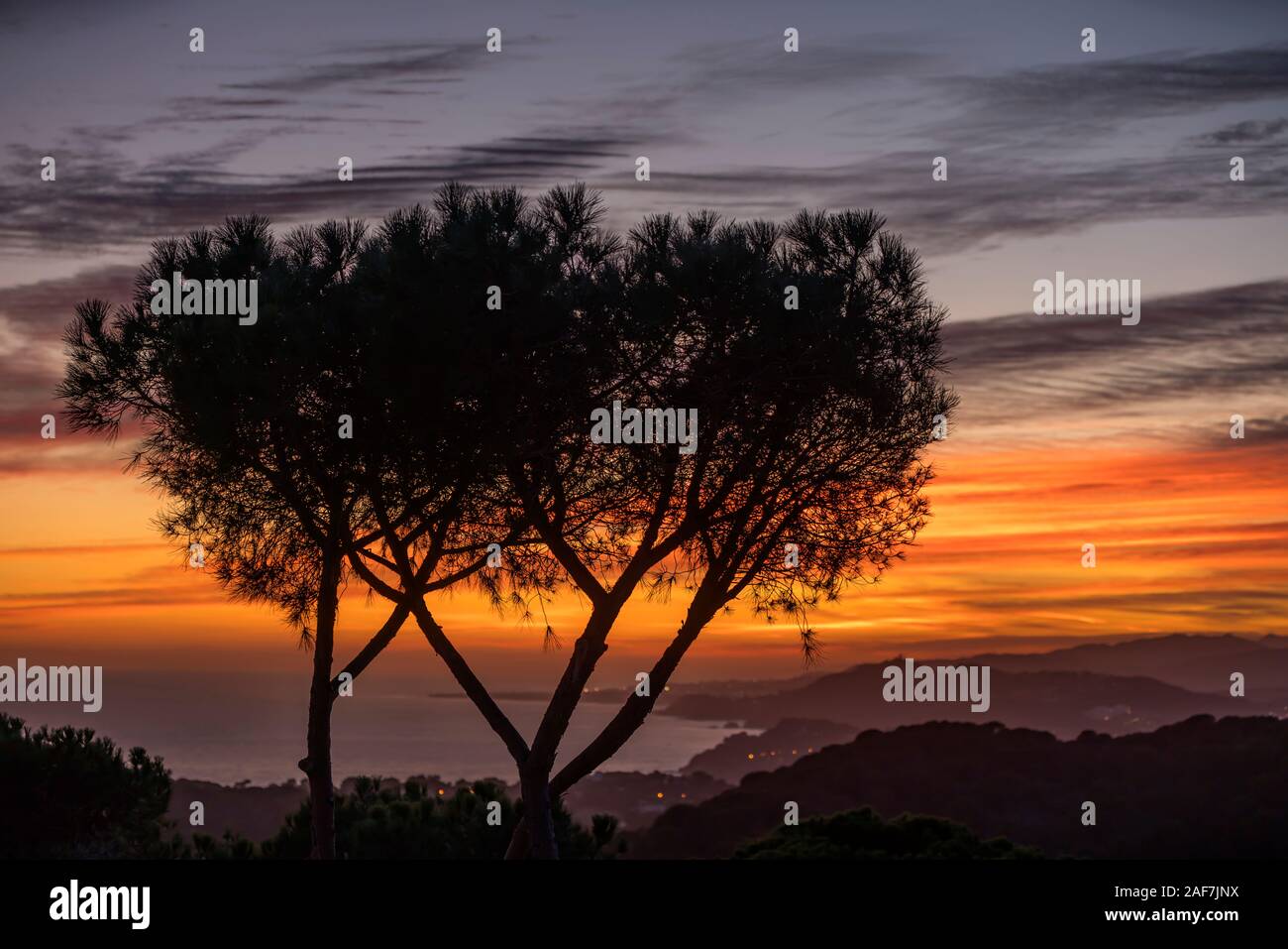 Mediterrane PINIE LLORET BLANES KÜSTE COSTA BRAVA GERONA KATALONIEN SPANIEN Stockfoto