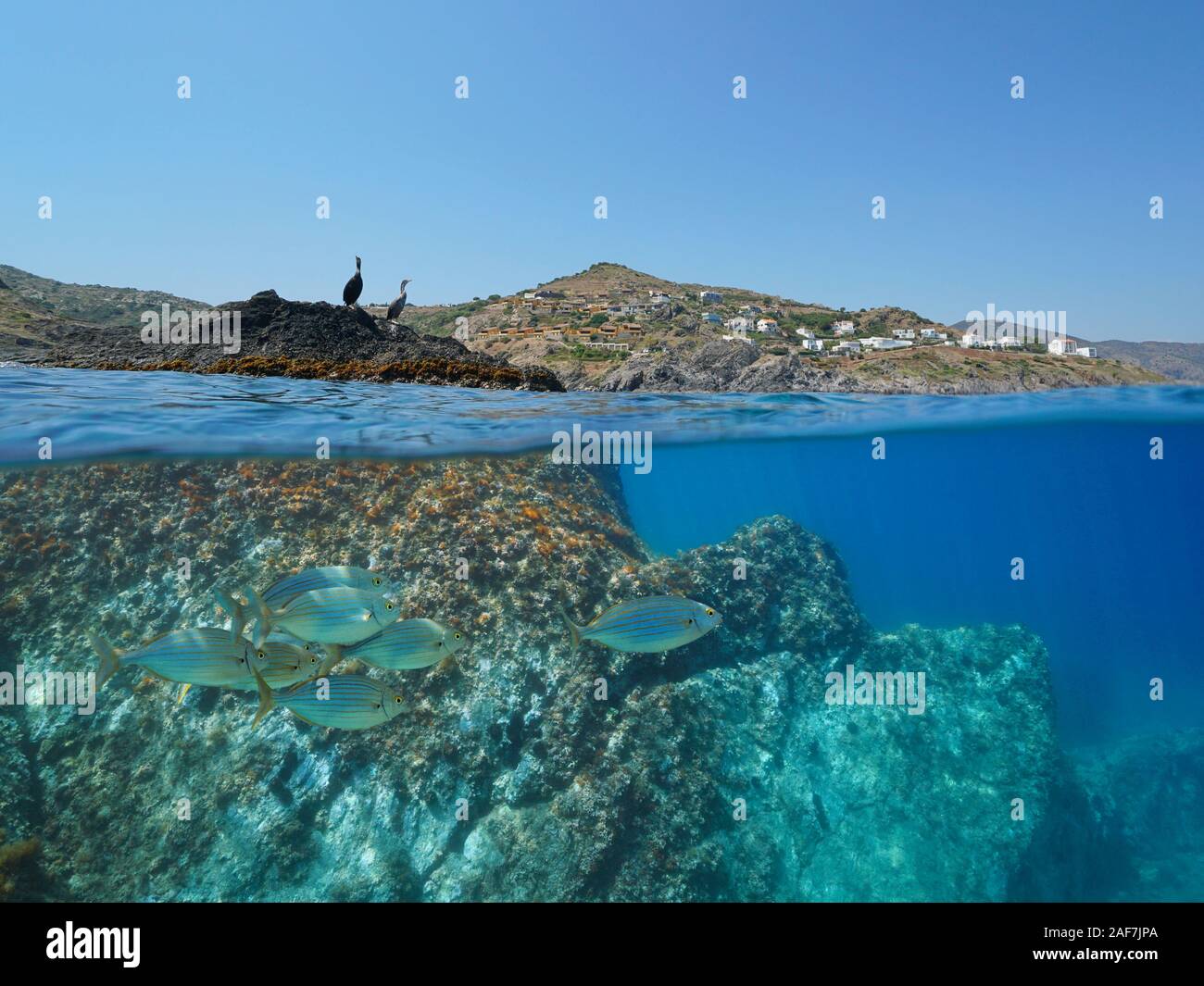 Küste mit zwei Kormoran Vögel auf Rock und Fisch, Unterwasser, Mittelmeer, geteilte Ansicht oberhalb und unterhalb der Wasseroberfläche, Spanien, Costa Brava Stockfoto