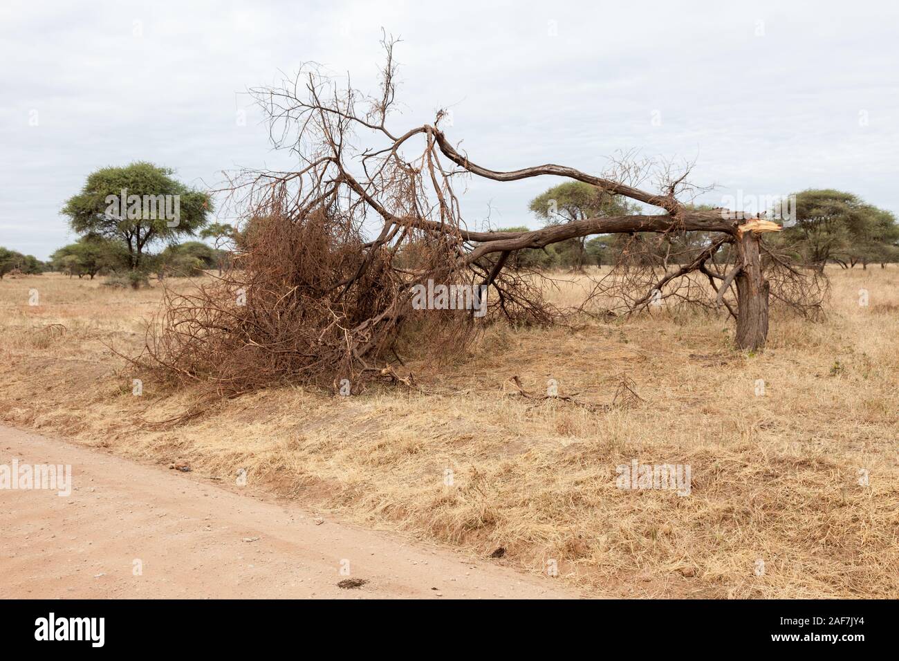 Tansania. Der Tarangire National Park. Elefant Schäden an den Baum. Stockfoto