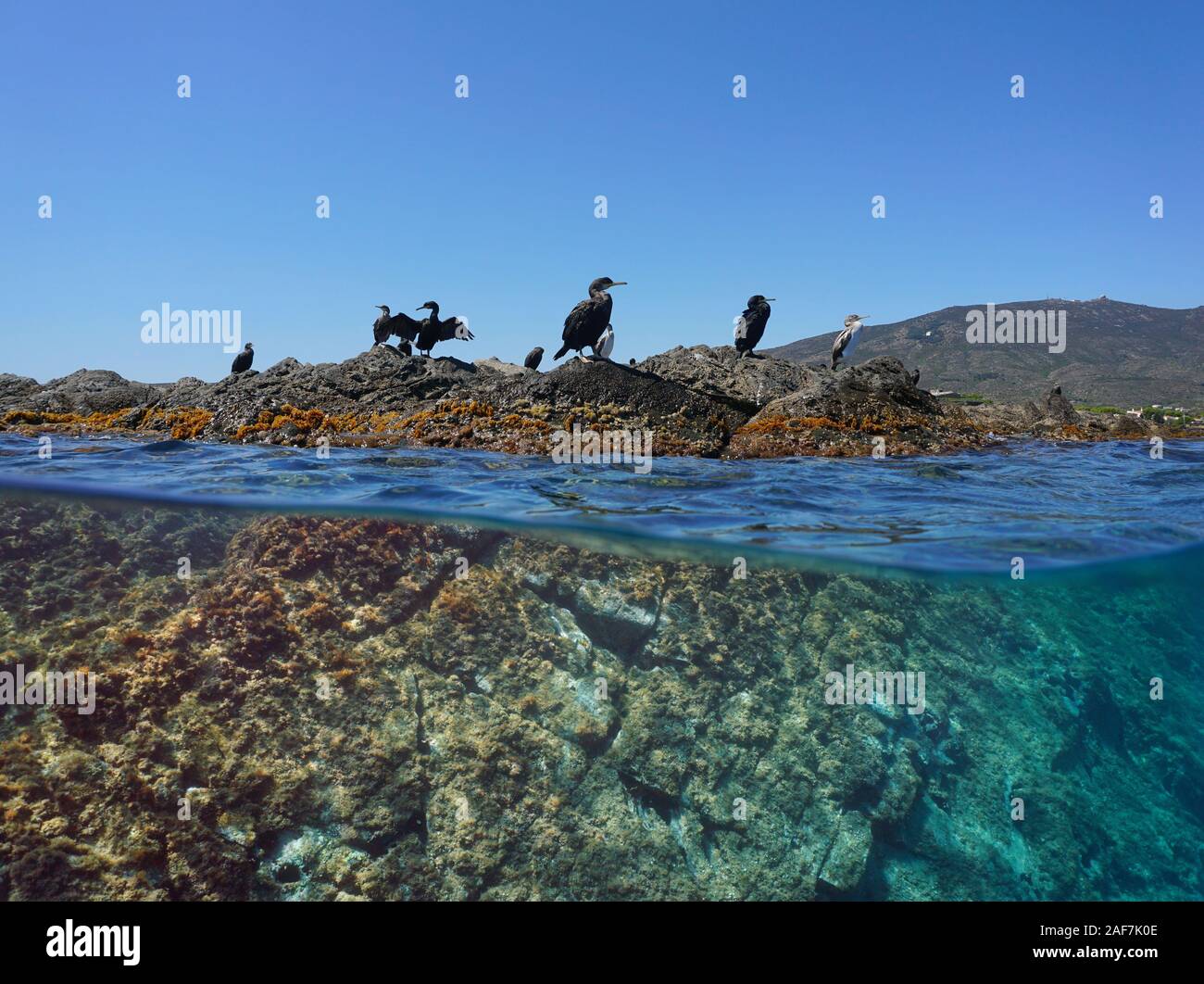 Mehrere Kormoran Vögel ruht auf einem Felsen, geteilte Ansicht über und unter Wasser Oberfläche, Mittelmeer, Spanien, Costa Brava, Katalonien, Cap de Creus Stockfoto