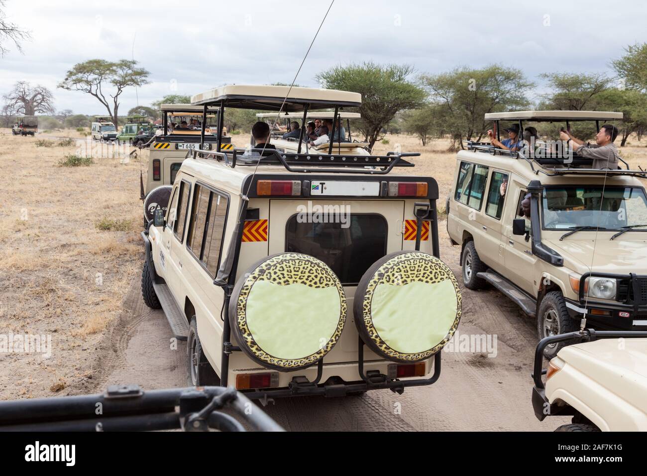 Tansania. Der Tarangire National Park. Fahrzeuge Gestoppt für ein Löwe. Stockfoto