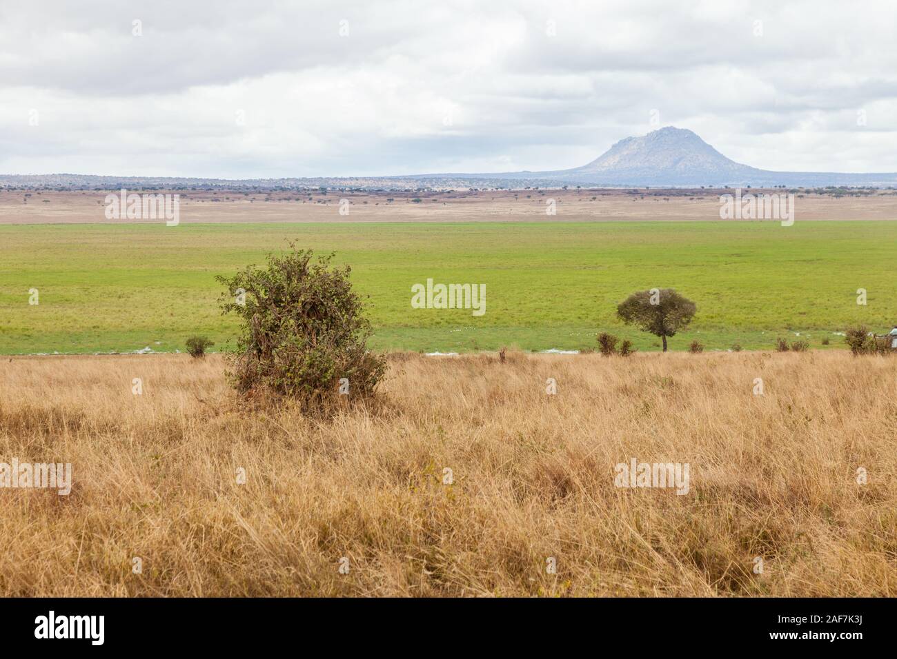 Tansania. Der Tarangire National Park. Trockene Jahreszeit Gras im Vordergrund, Silale Sümpfe im Hintergrund. Stockfoto