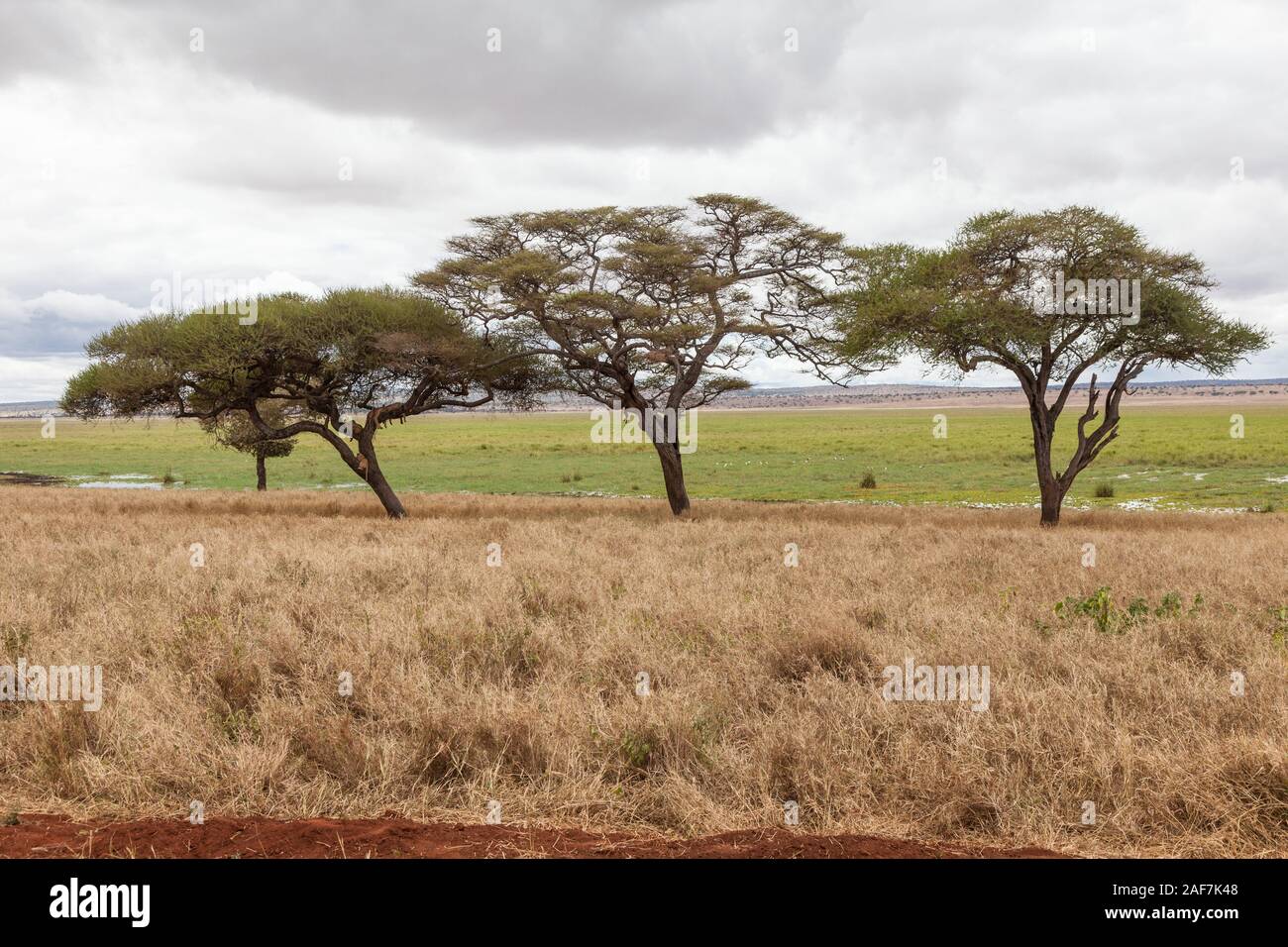 Tansania. Der Tarangire National Park. Lions im Baum auf der linken Seite, Silale Sümpfe im Hintergrund. Stockfoto