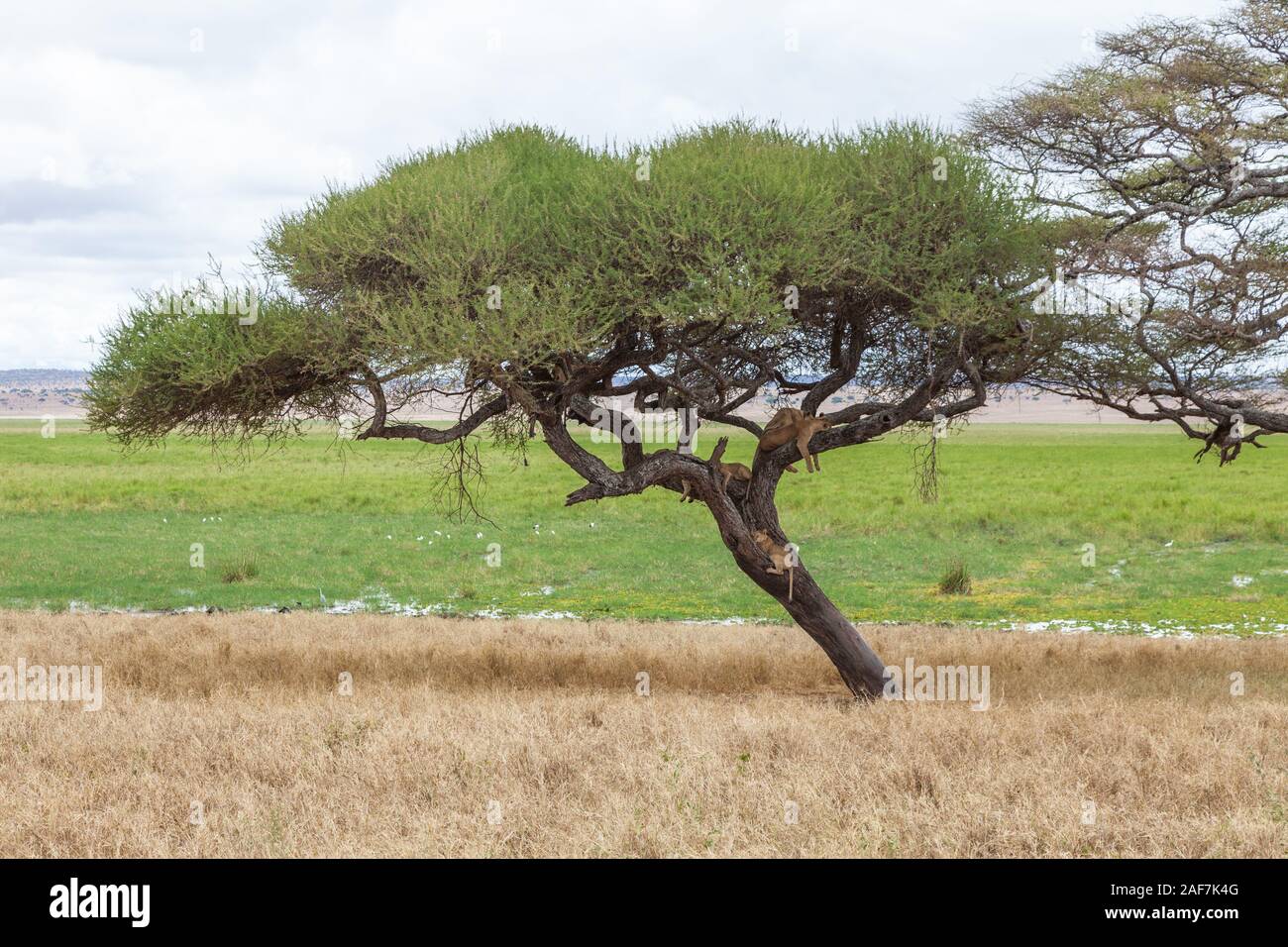 Tansania. Der Tarangire National Park. Lions in Baum, Silale Sümpfe im Hintergrund. Stockfoto