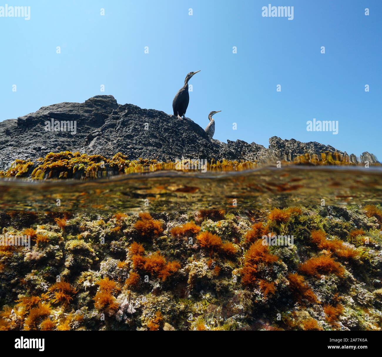 Zwei Kormoran Vögel auf einem Felsen aus dem Wasser Oberfläche gesehen, geteilte Ansicht über und Unterwasser, Mittelmeer, Spanien, Costa Brava, Katalonien, Cap de Creus Stockfoto