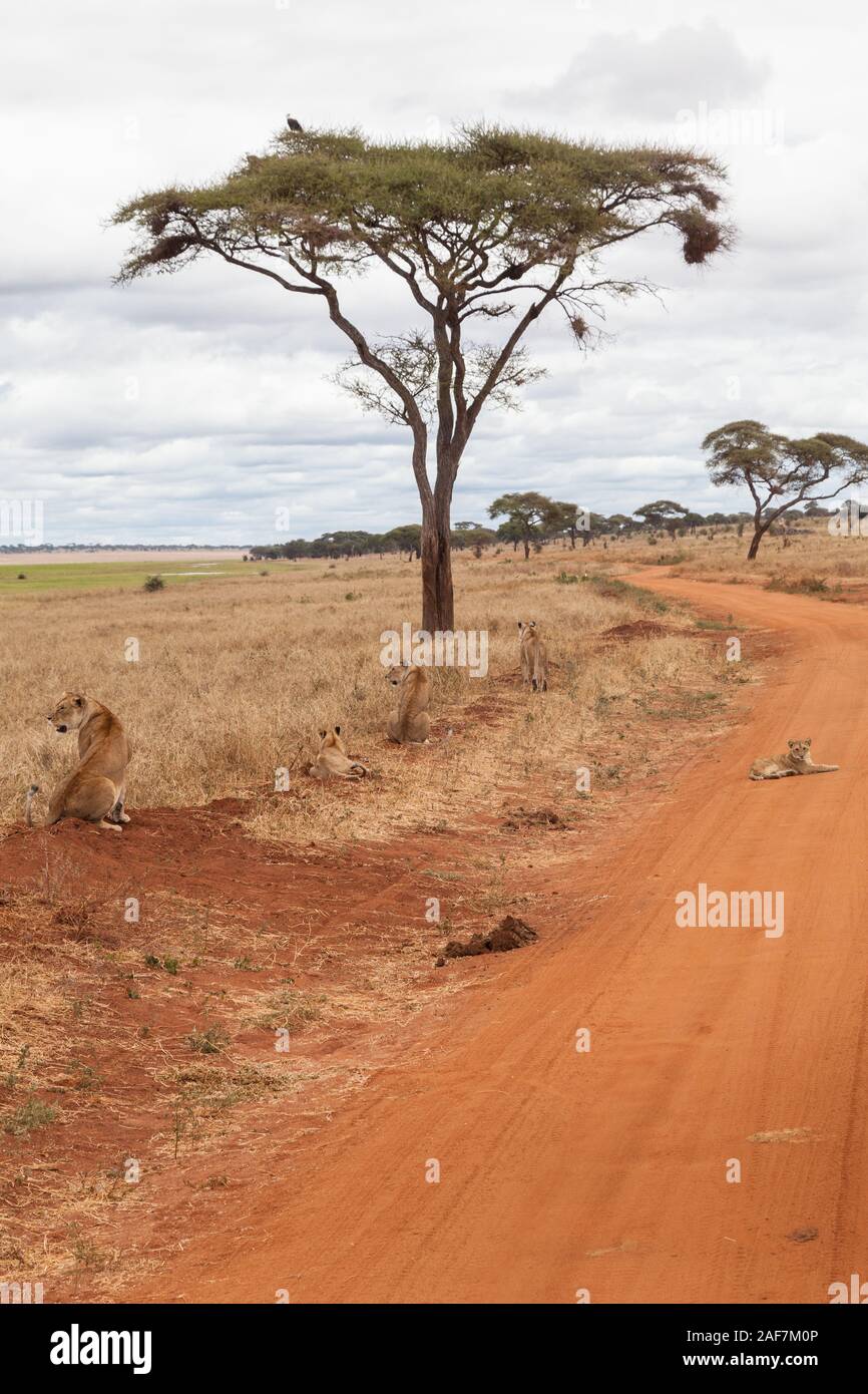 Tansania. Der Tarangire National Park. Lions ruht auf der Straße. Stockfoto