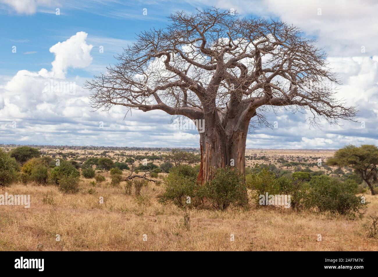 Tansania. Der Tarangire National Park. Baobab Baum. Stockfoto
