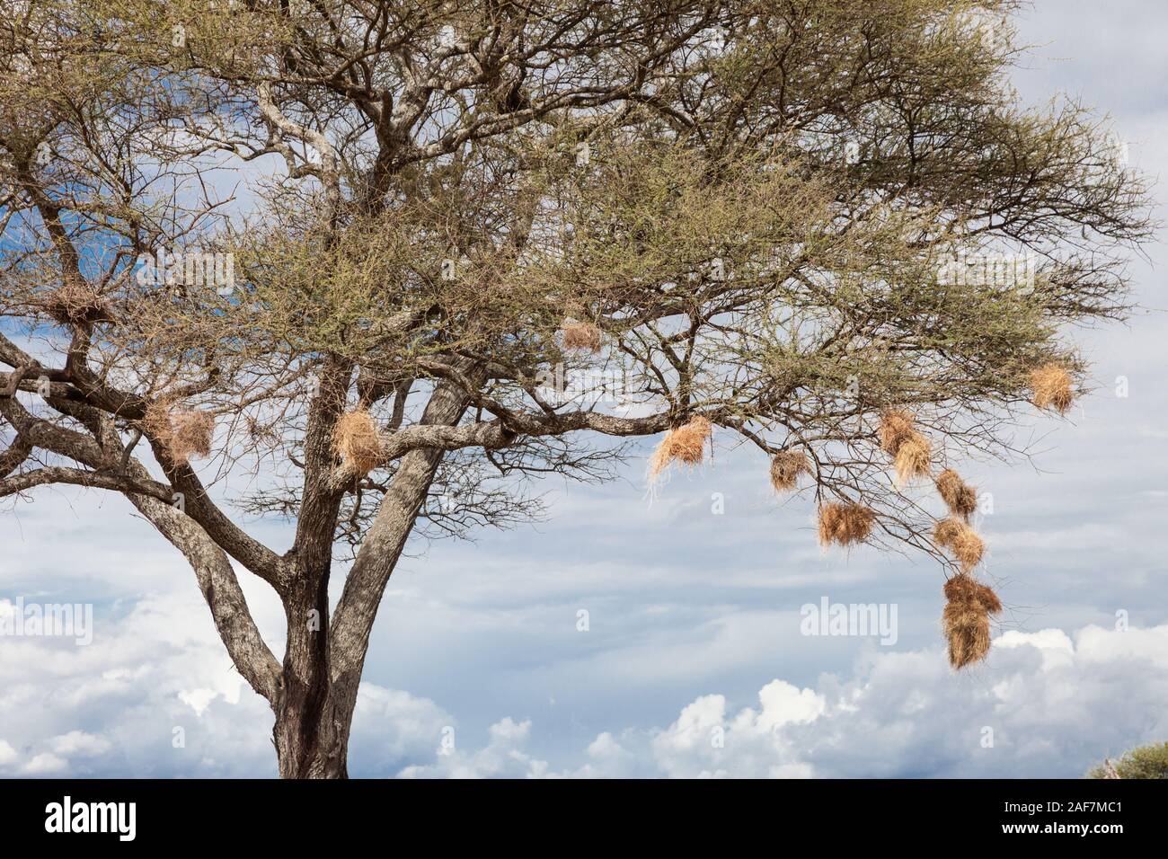 Tansania. Der Tarangire National Park. Vögel Nester in Akazie. Stockfoto