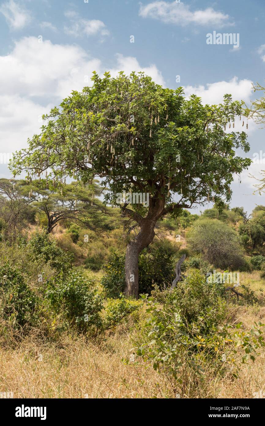 Tansania. Der Tarangire National Park, Wurst Baum (Kigelia Africana). Stockfoto