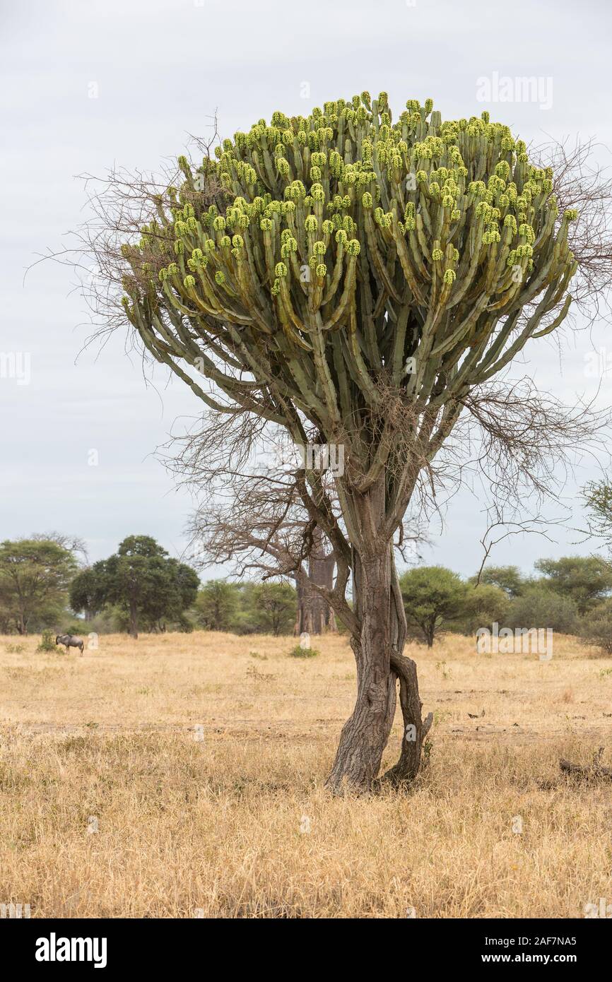 Tansania. Der Tarangire National Park, Kandelaber Baum (Euphorbia ingens). Stockfoto