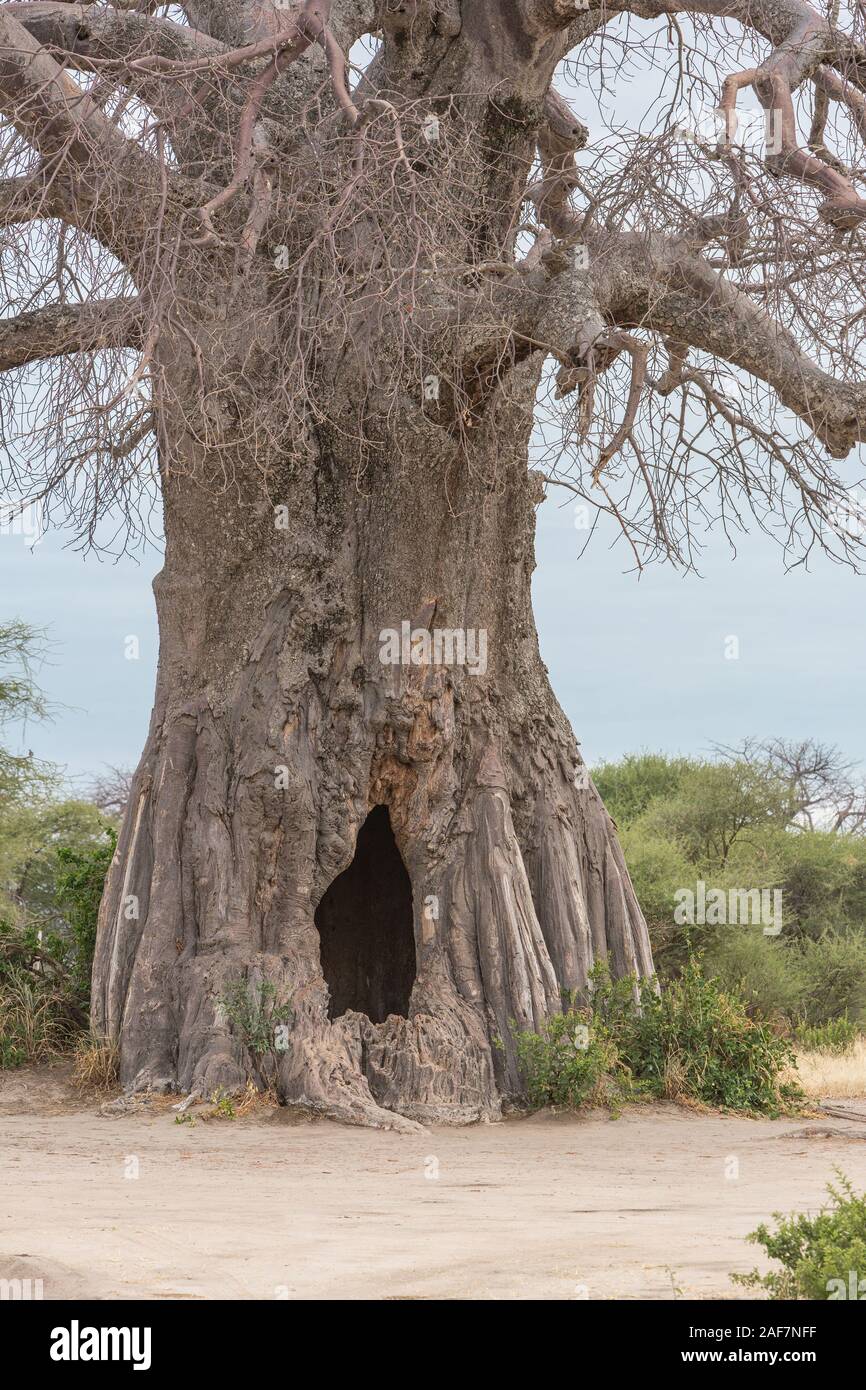 Tansania. Der Tarangire National Park, Ausgehöhlten Affenbrotbaum (Adansonia digitata). Stockfoto