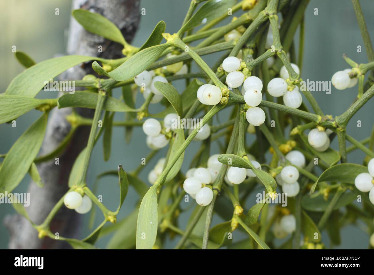 Viscum album. Ein Bündel von Mistel mit Beeren Hängen an einem Baum im Winter. Großbritannien Stockfoto
