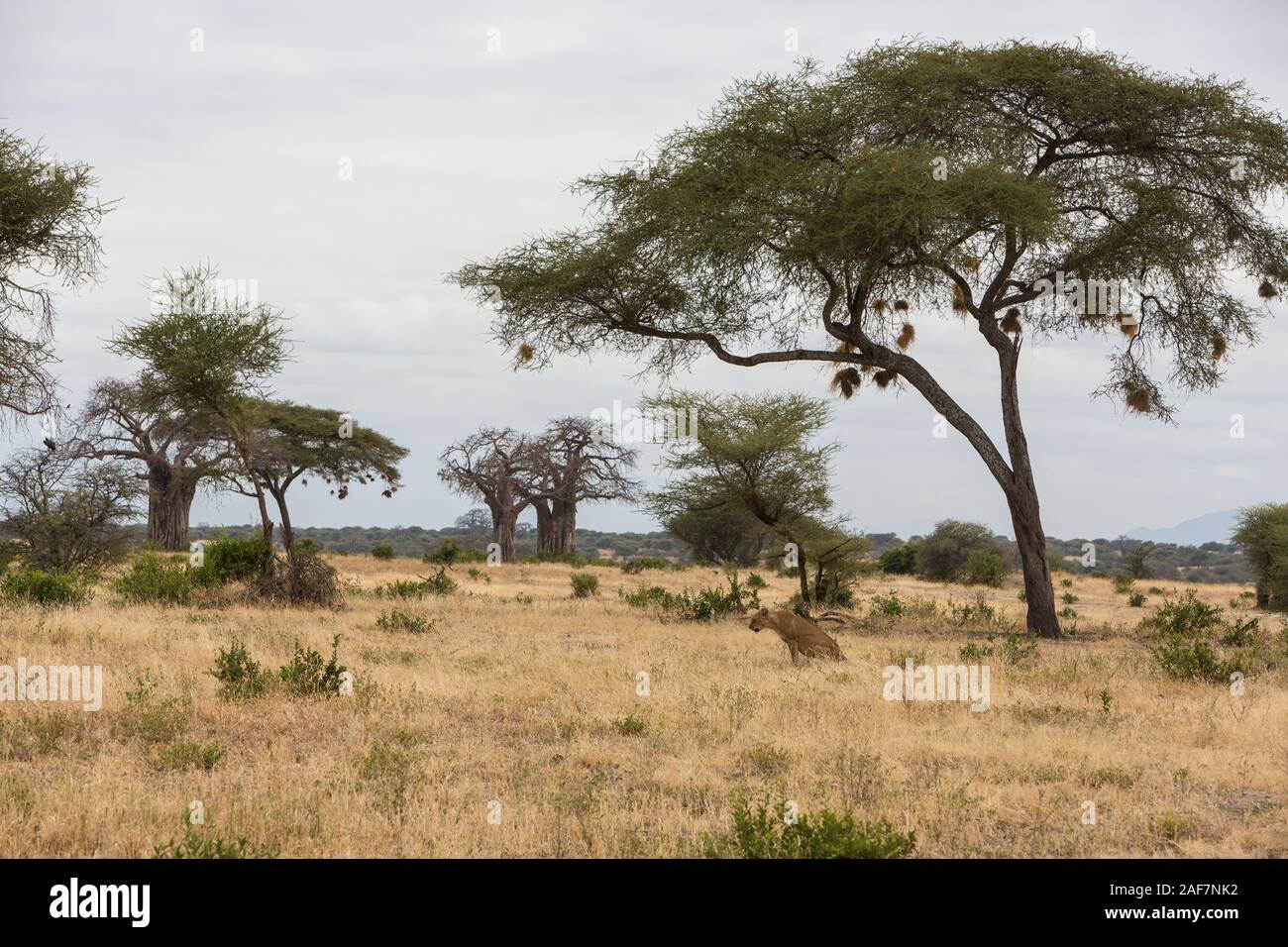 Tansania. Der Tarangire National Park. Löwe im Gras sitzen. Stockfoto