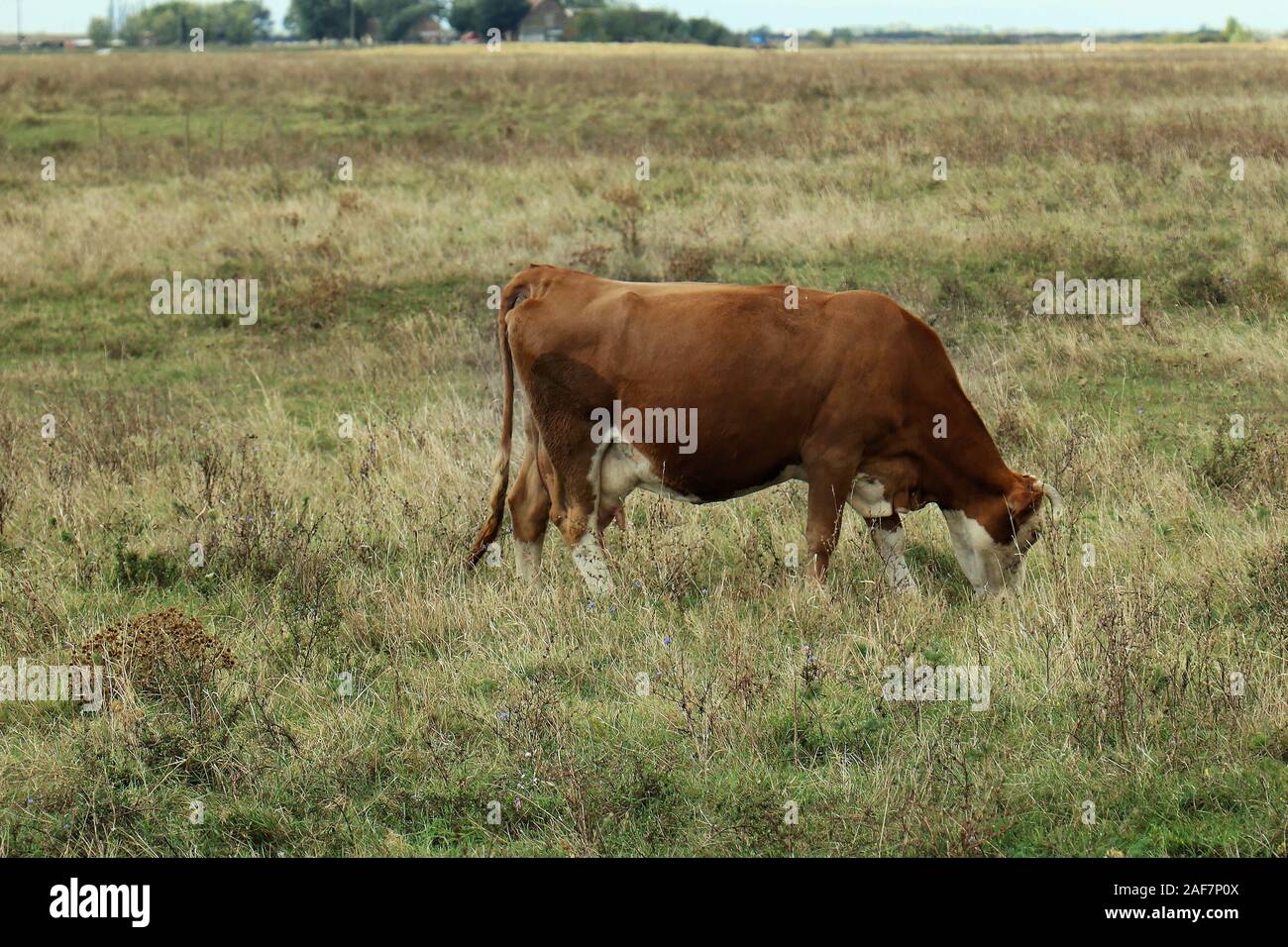 Braun inländischen kuh weide Gras in außerhalb der Wiese Stockfoto