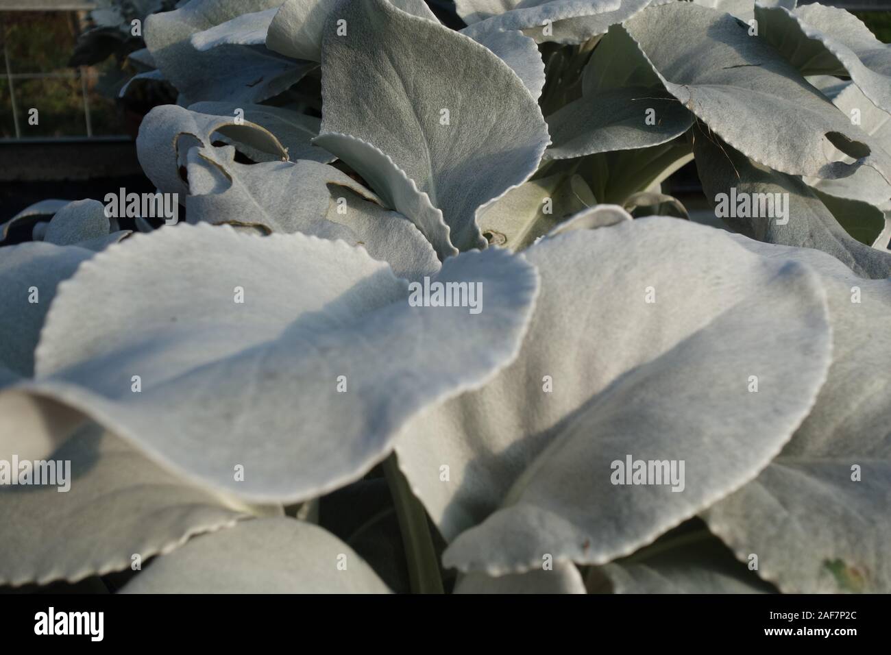 Makro der Blätter von der Farbe aqua Menthe. Stockfoto