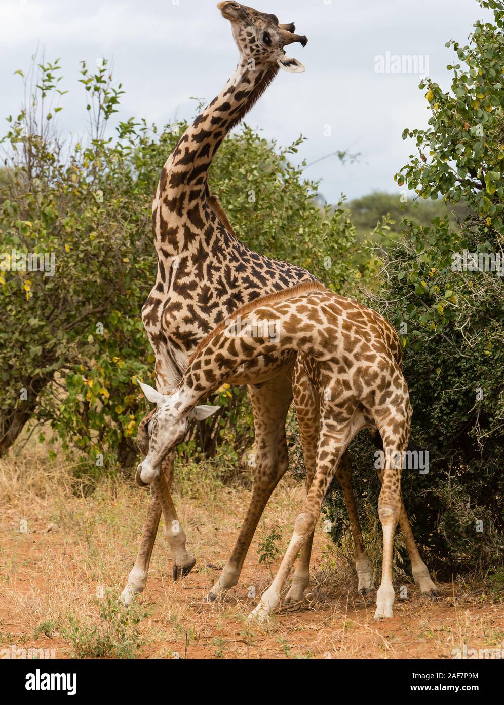 Tansania. Masai Giraffen kämpfen. Der Tarangire National Park. Stockfoto