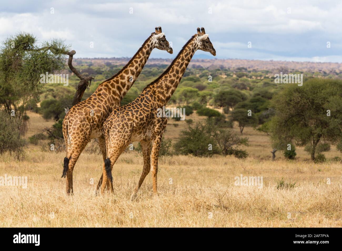 Tansania. Der Tarangire National Park. Zwei Maasai Giraffen, Scenic Übersicht im Hintergrund. Stockfoto