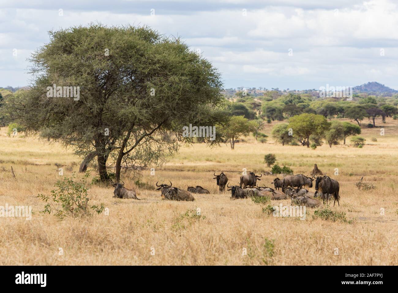 Tansania. Der Tarangire National Park. Die malerische Landschaft mit Blue Wildebeest. Stockfoto