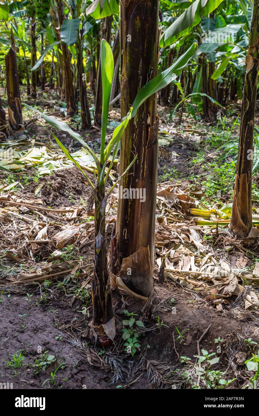 Tansania. Mto Wa Mbu. Bananenplantage, neue Pflanzen sprießen von Base von Erwachsenen Pflanze. Stockfoto