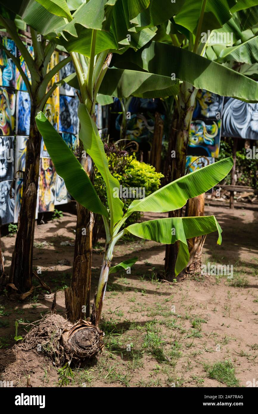 Tansania. Mto Wa Mbu. Junge Banane Sprießen von übergeordneten Anlage. Stockfoto