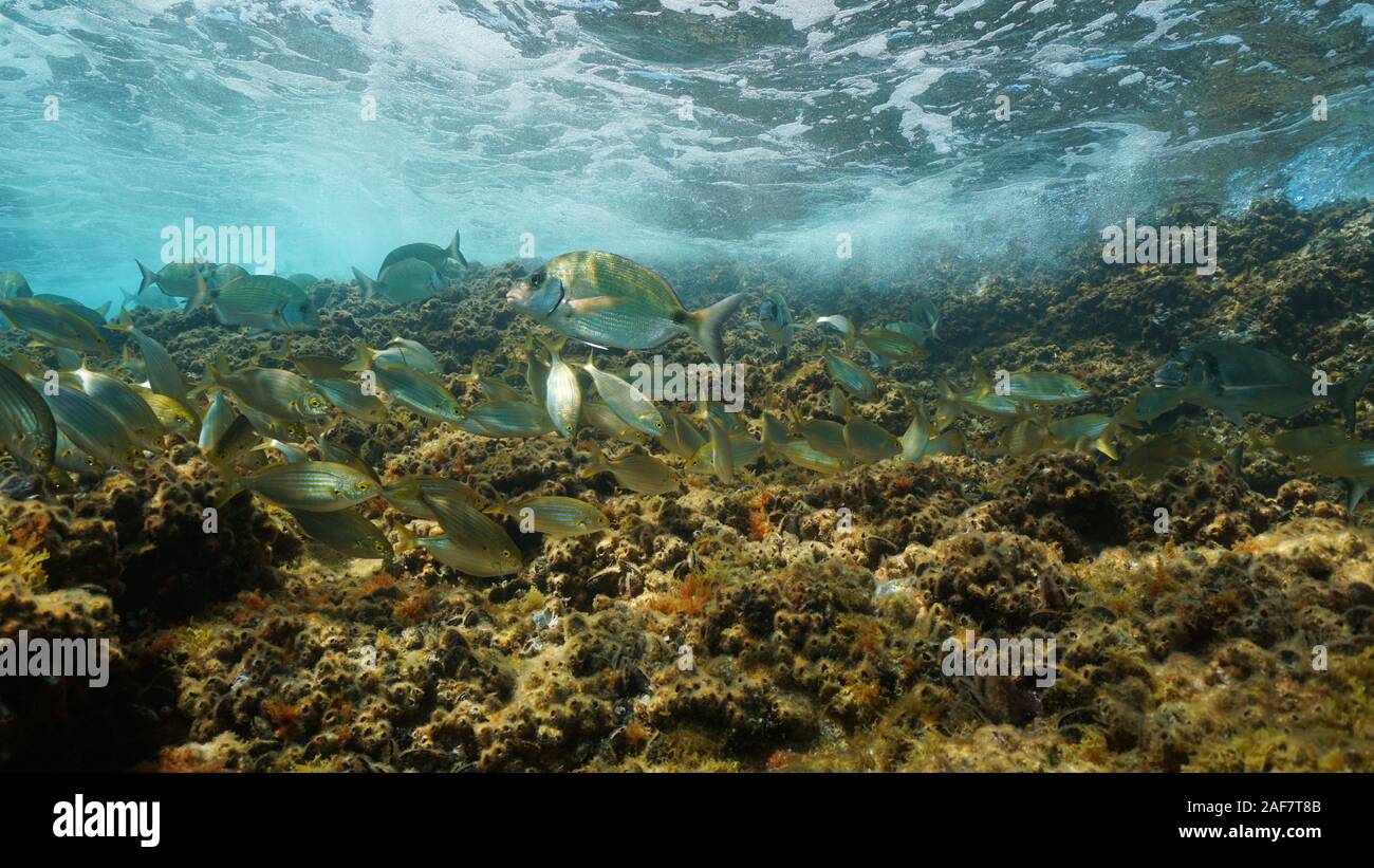 Unterwasser Mittelmeer Fisch Shoal, Brassen im flachen Wasser, Frankreich Stockfoto