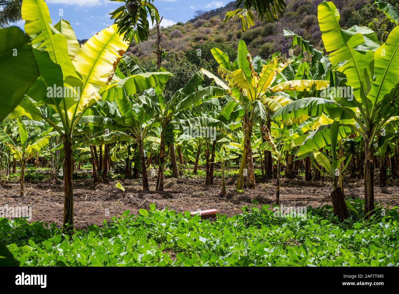 Tansania. Mto Wa Mbu. Bananenplantage. Stockfoto