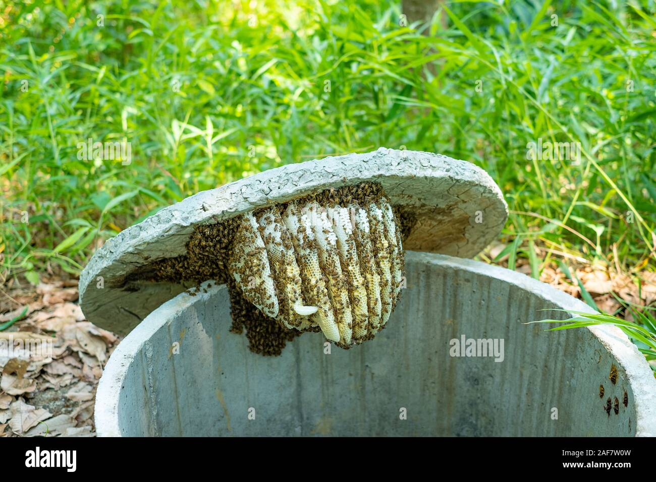 Wabe im Garten auf Grün verschwommenen Hintergrund Stockfoto