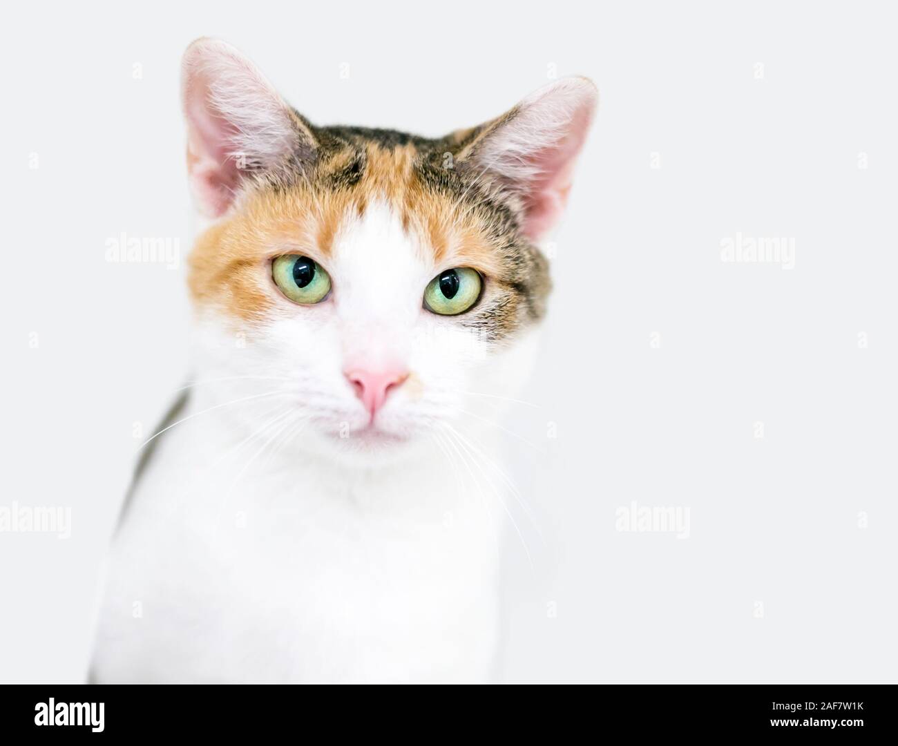 Eine Calico inländischen Kurzhaar Katze mit grünen Augen und einen ernsten Ausdruck Stockfoto