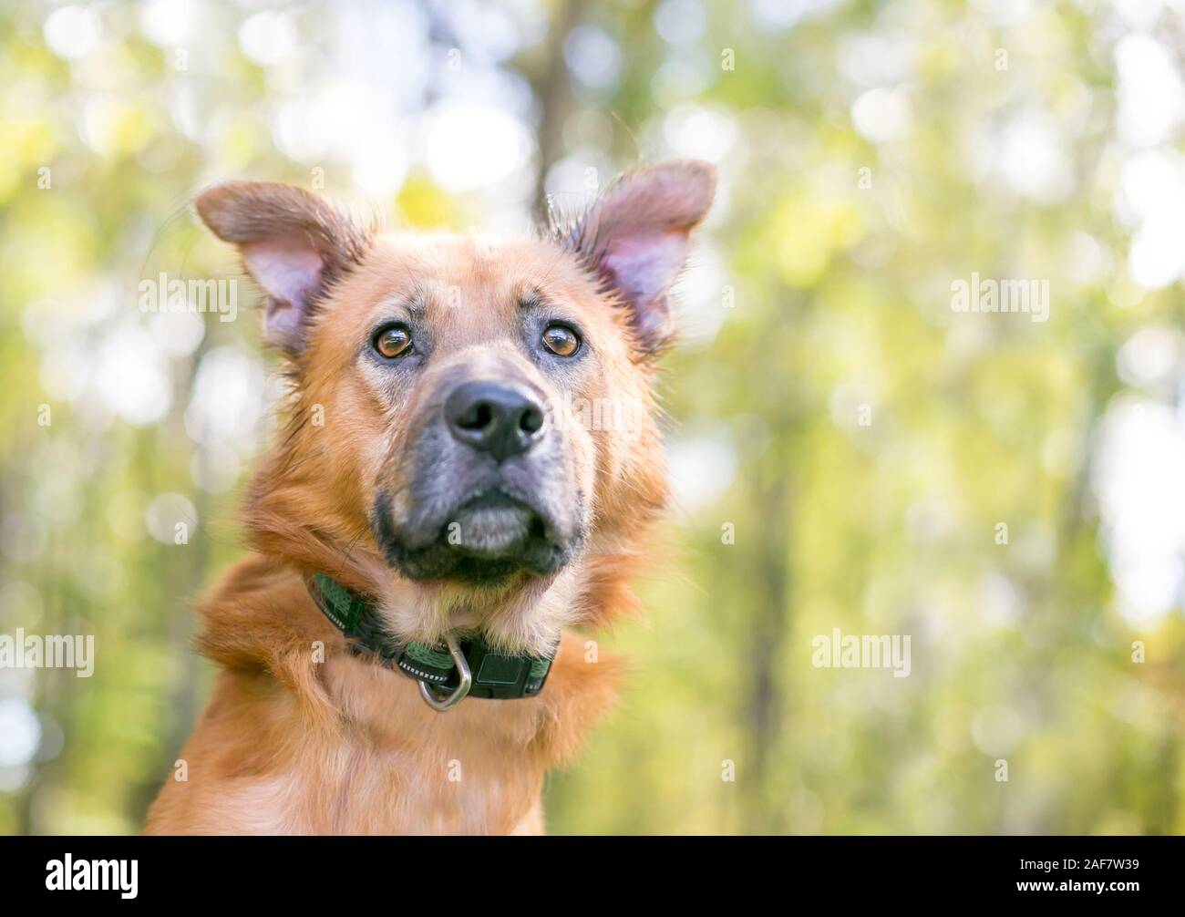 Nahaufnahme von einem braunen Schäferhund Mischling Hund mit braunen Augen Stockfoto
