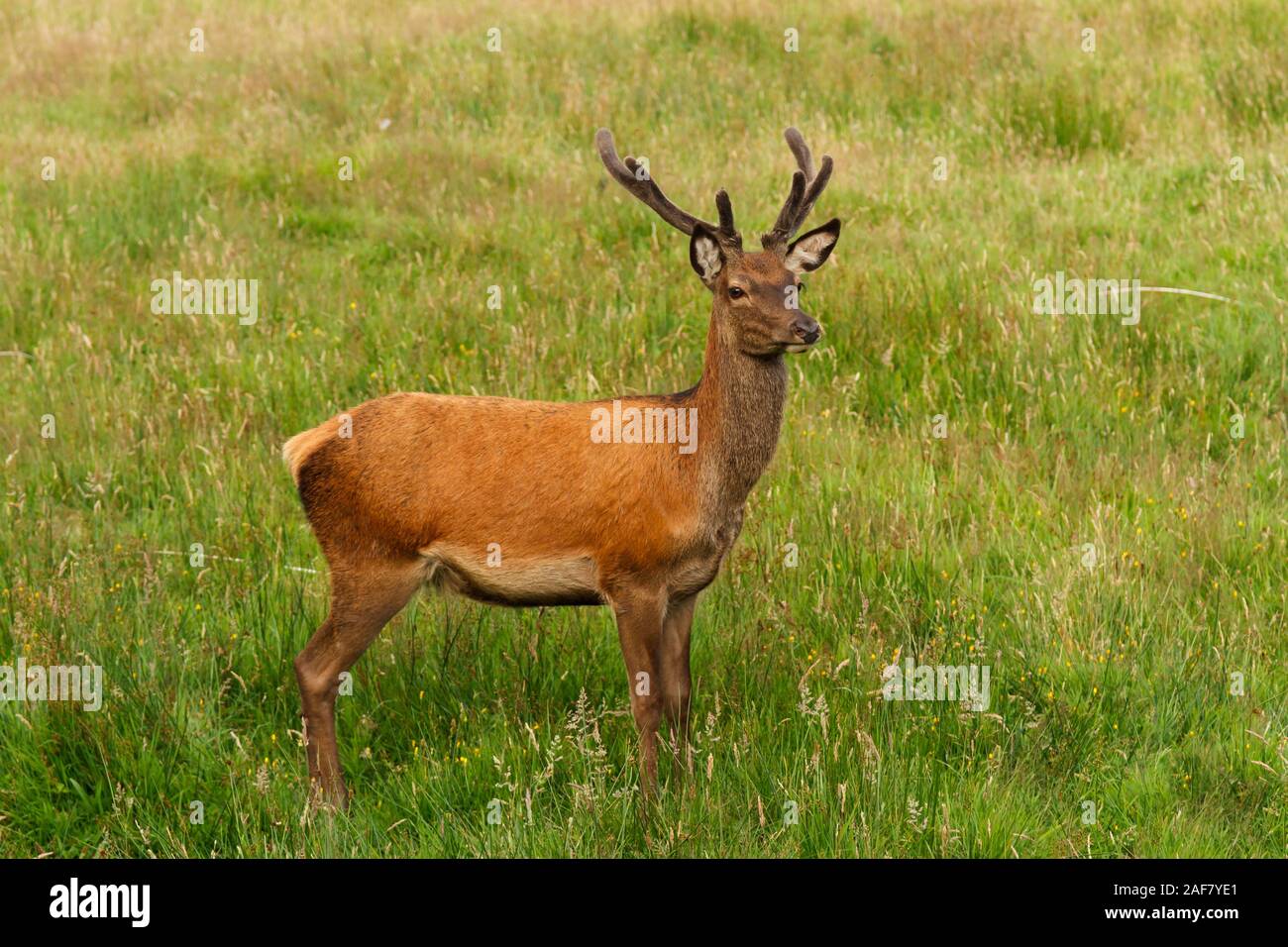 Red Deer jugendliche Hirsch lateinischer Name Cervus elaphus mit neuen velvet Geweihe auf der Isle of Mull in Schottland Stockfoto