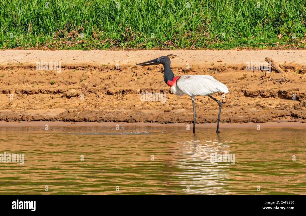 Jabiru-storches Waten #2 Stockfoto