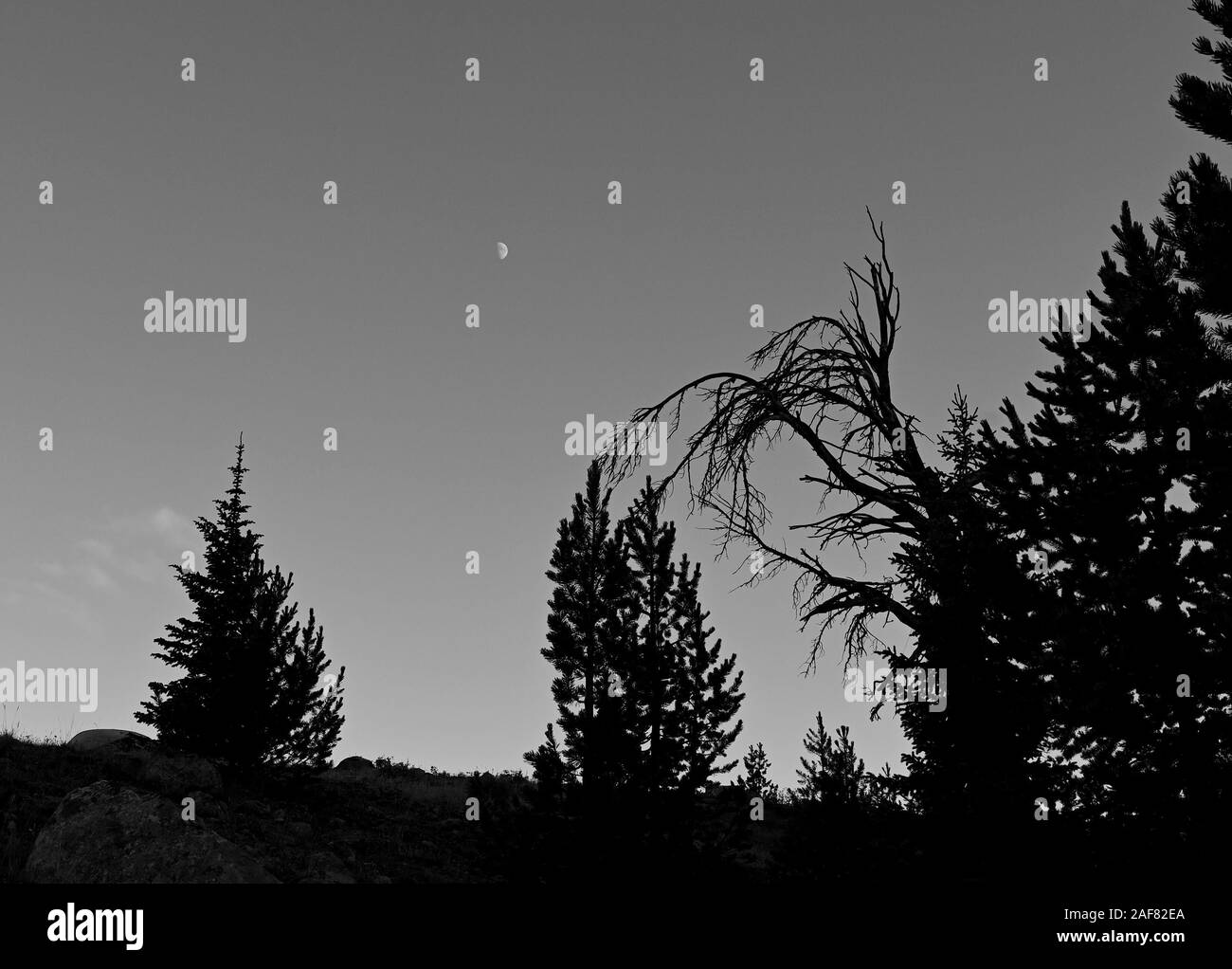 Mond in Fische Creek Park, Wind Rivers, Wyoming. Stockfoto