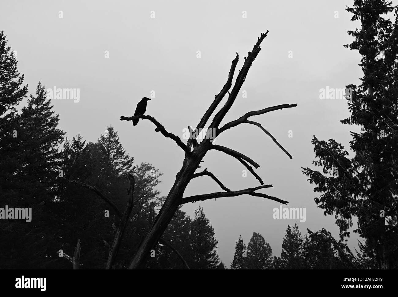 Im Baum Grand Teton National Park, Wyoming Vogel. Stockfoto