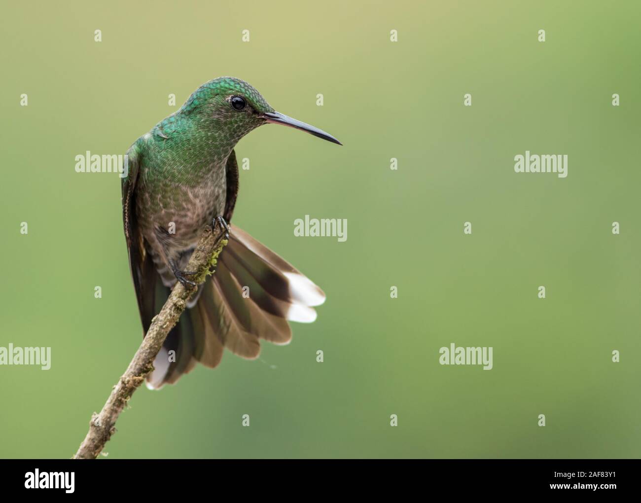 Schuppige-breasted Kolibri (Phaeochroa cuvierii) ist ein Zentral- und Südamerikanischen Kolibri, reicht von Guatemala zu Norden Kolumbiens Stockfoto