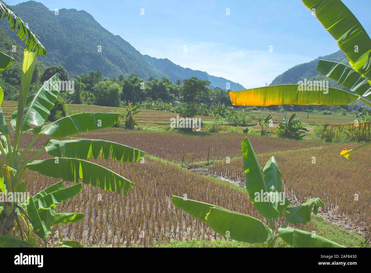 Grüne, braune, gelbe und goldene Reisfelder von Mai Chau, Nordwest von Vietnam Stockfoto