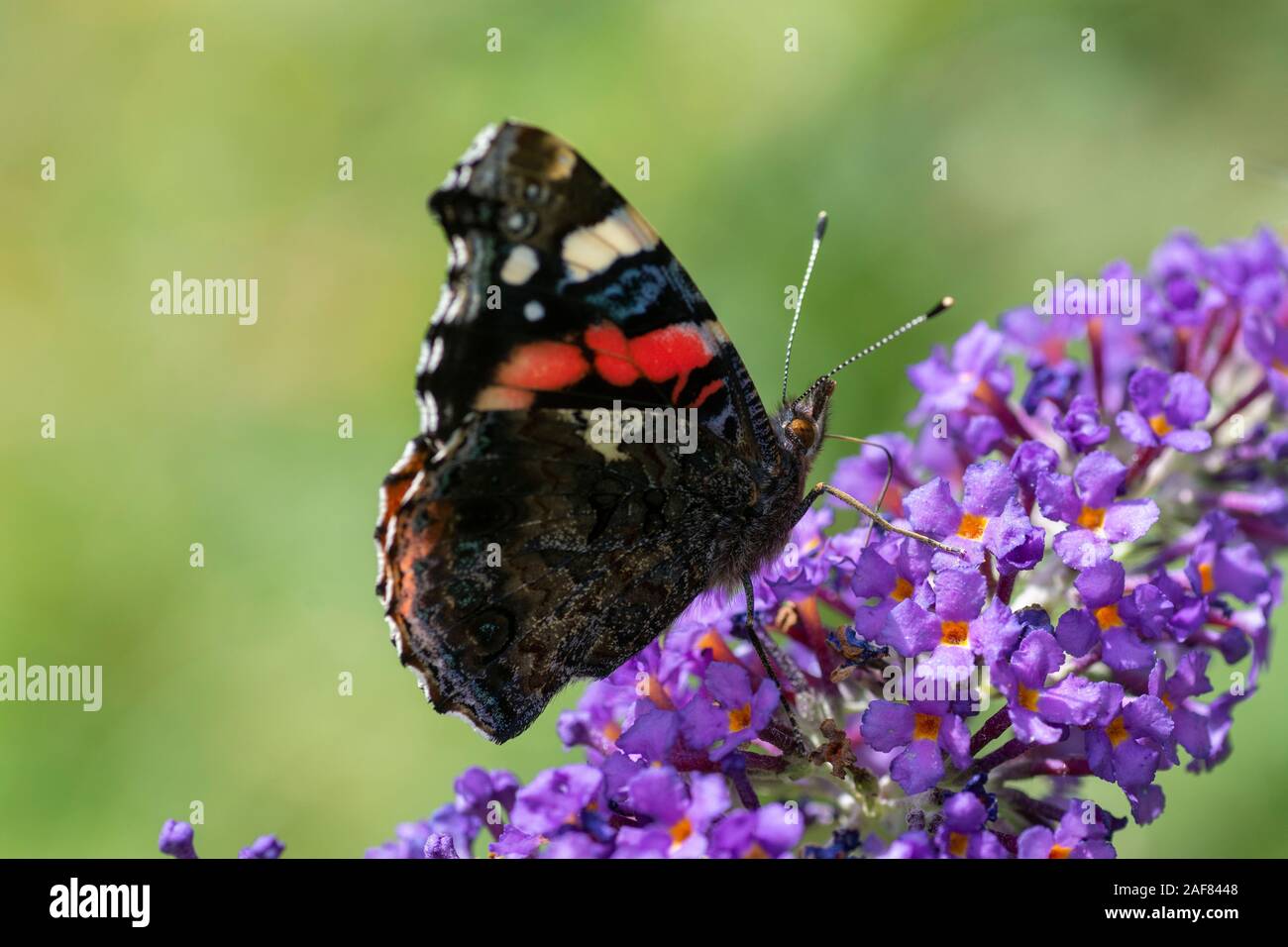 Roter Admiral Schmetterling (Vanessa atalanta) Fütterung auf Buddleia Blume Stockfoto